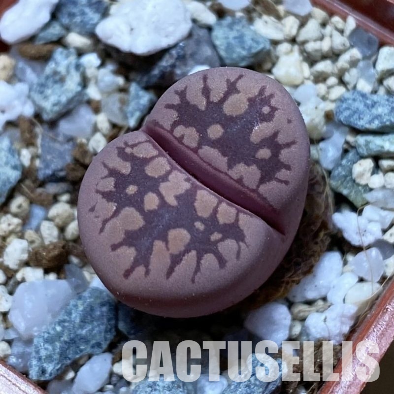 SH32971 Lithops otzeniana 'Cesky Granat'