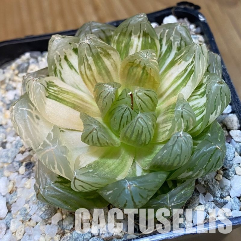 SH32998 Haworthia obtusa f. variegata