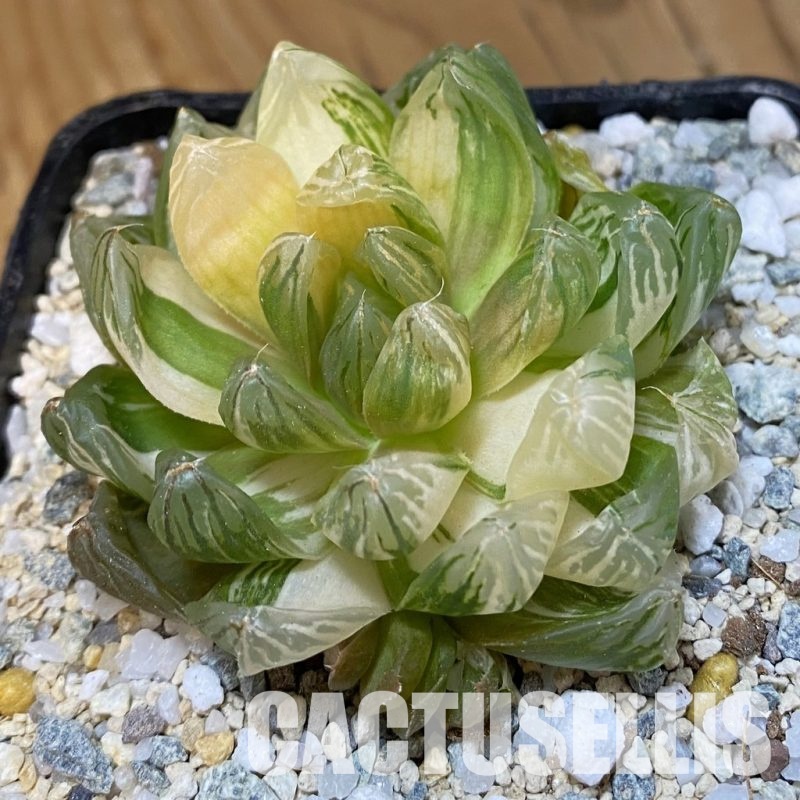 SH32999 Haworthia obtusa f. variegata