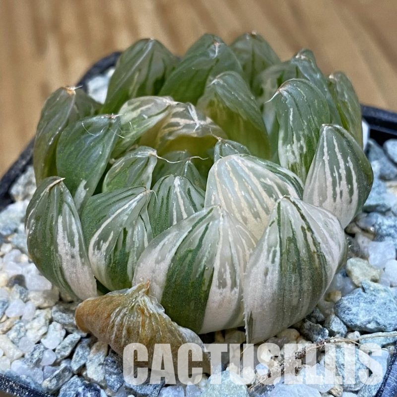 SH33000 Haworthia obtusa f. variegata