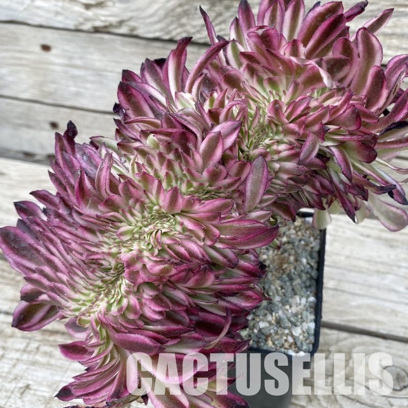 SH33001 Aeonium 'Fragrant Beauty' f. cristata