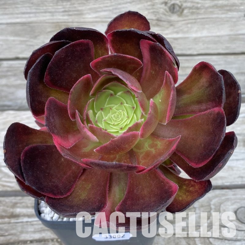 SH33002 Aeonium 'Black Poseidon'