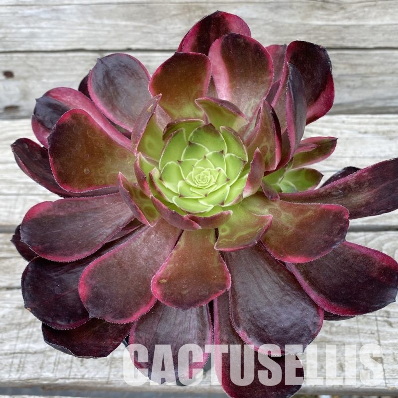 SH33003 Aeonium 'Black Poseidon'
