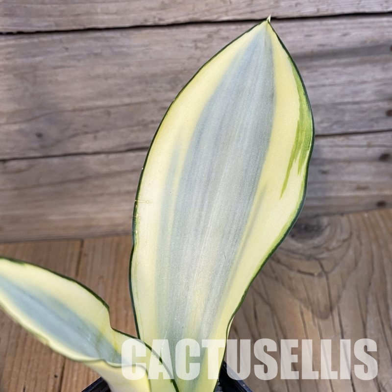 SH33098 Sansevieria 'Splash'