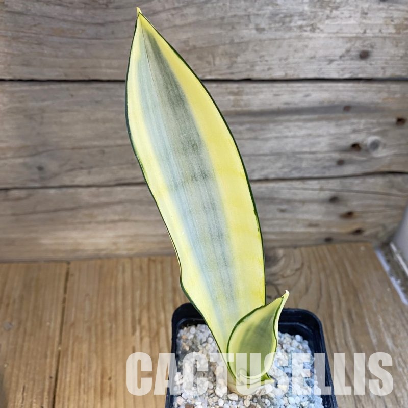 SH33099 Sansevieria 'Splash'