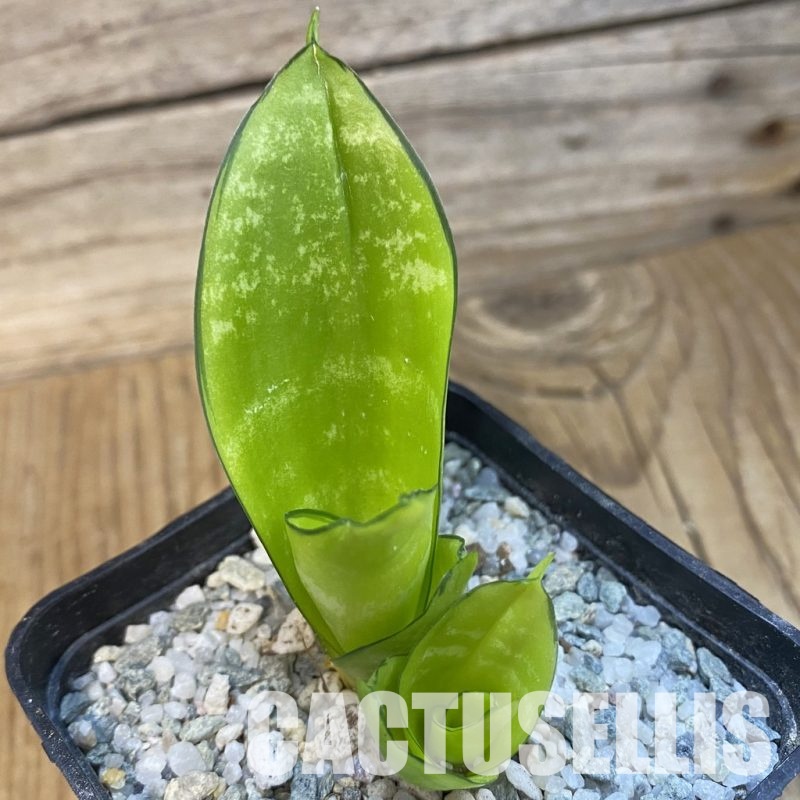 SH33100 Sansevieria 'Hahnii Philippine' gold