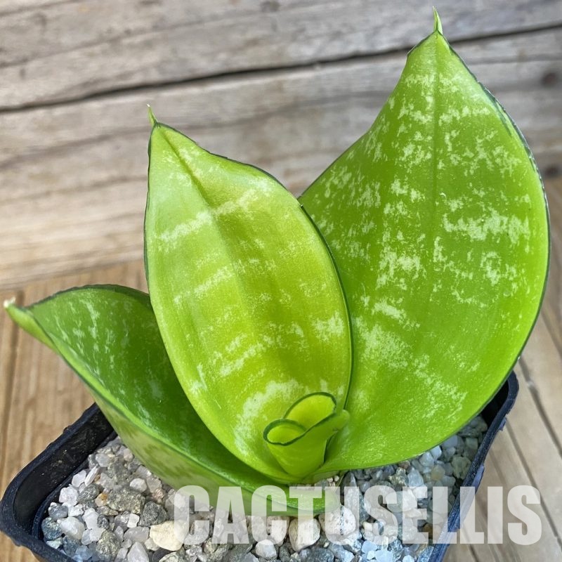SH33101 Sansevieria 'Hahnii Philippine' gold