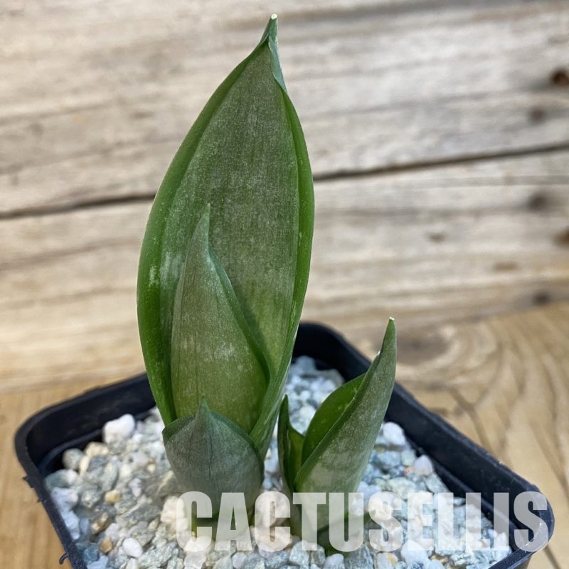 SH33102 Sansevieria hahnii ‘Zebra’