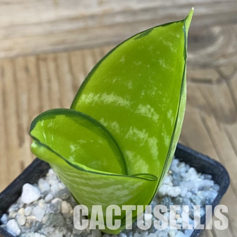 SH33103 Sansevieria ‘Hahnii Philippine’ gold