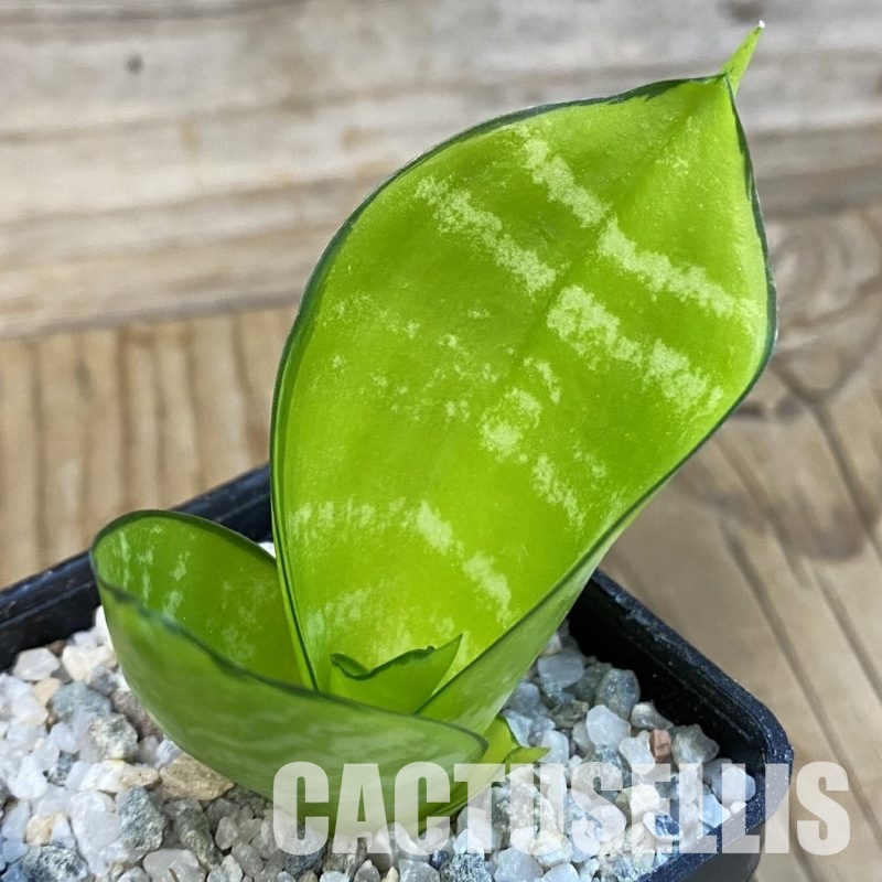 SH33104 Sansevieria ‘Hahnii Philippine’ gold