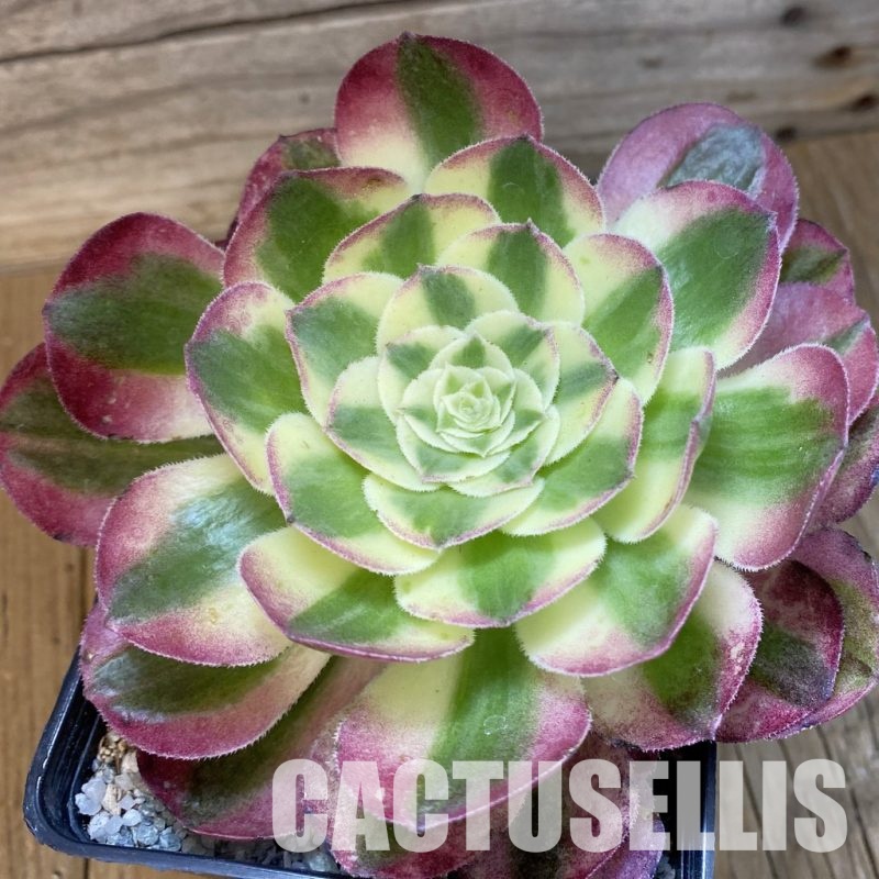 SH33105 Aeonium 'Stunning Beauty'