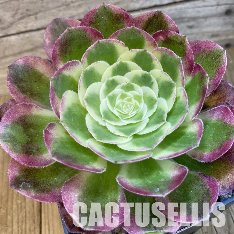 SH33106 Aeonium 'Stunning Beauty'
