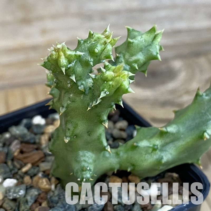 SH33069 Edithcolea grandis