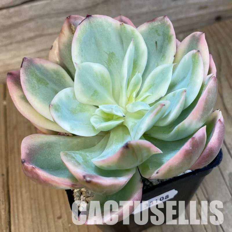 SH33108 Echeveria 'Silk' f. variegata