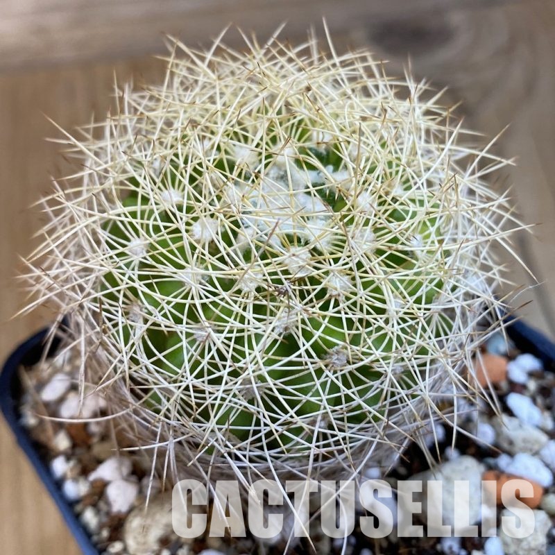 SH33070 Discocactus araneispinus MH 736