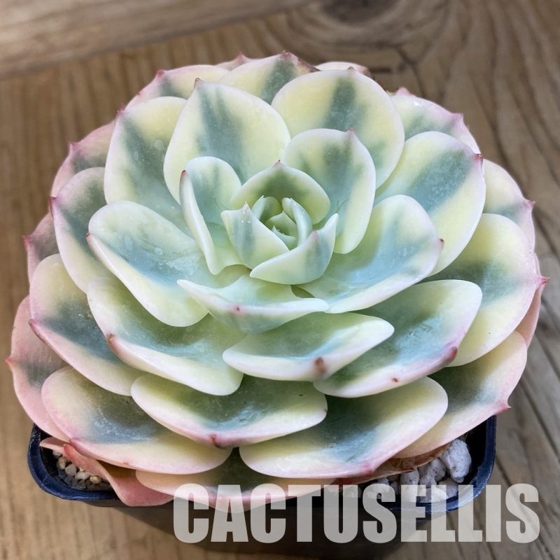 SH33114 Echeveria 'Compton Carousel'