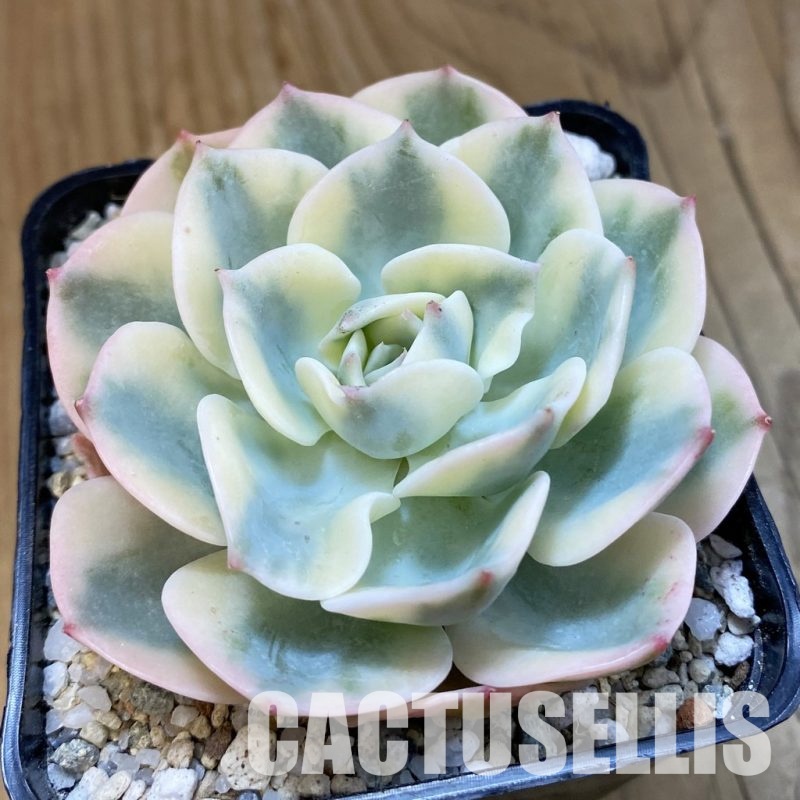 SH33115 Echeveria 'Compton Carousel'