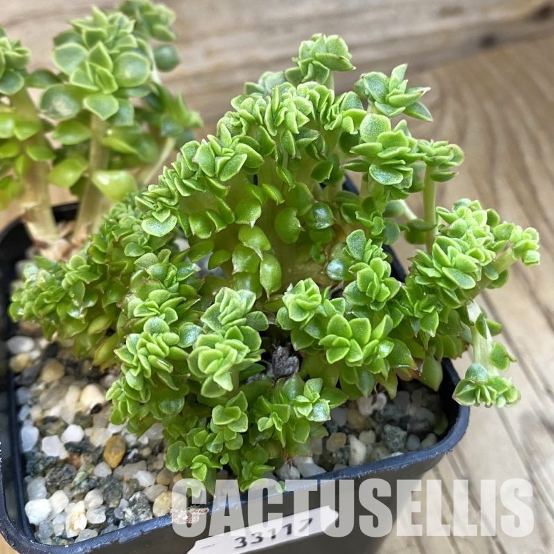 SH33117 Echeveria f. cristata