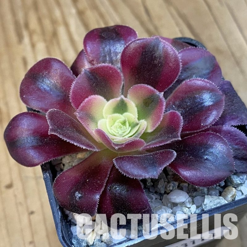 SH33118 Aeonium 'Medusa'