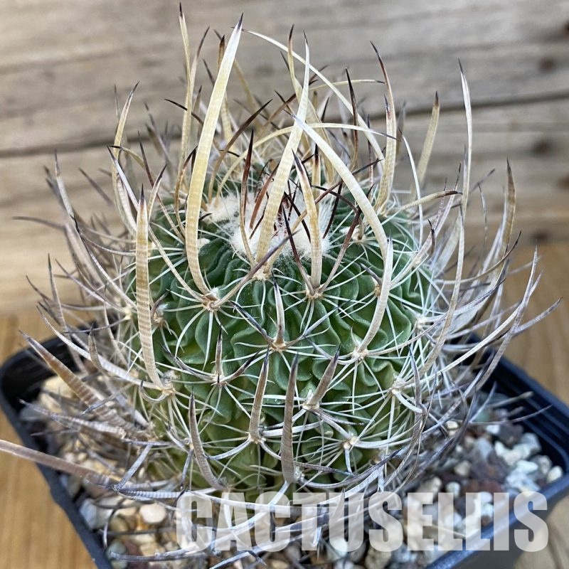 SH33071 Echinofossulocactus zacatecasensis CB 011075, 10 years old