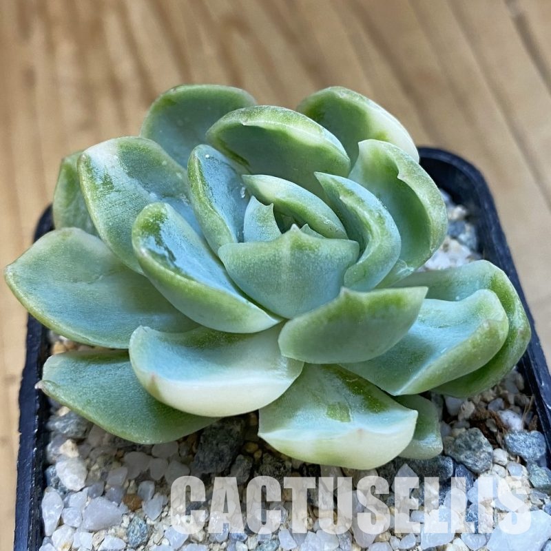 SH33124 Echeveria ‘Berry’ f. variegata