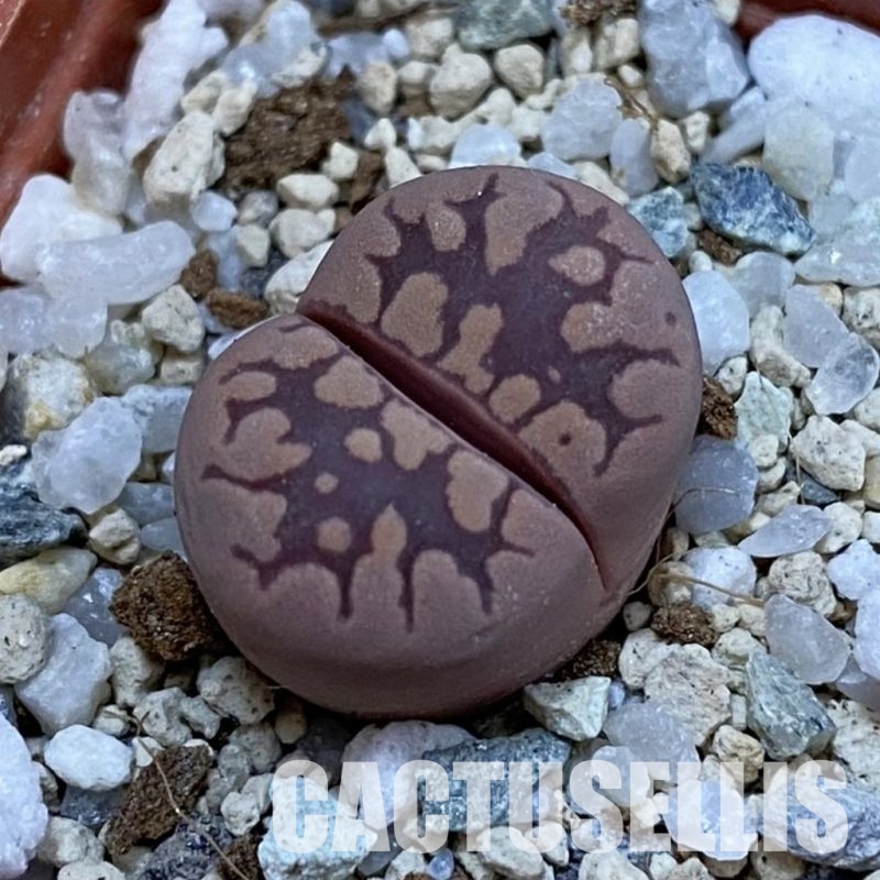 SH33127 Lithops otzeniana 'Cesky Granat'