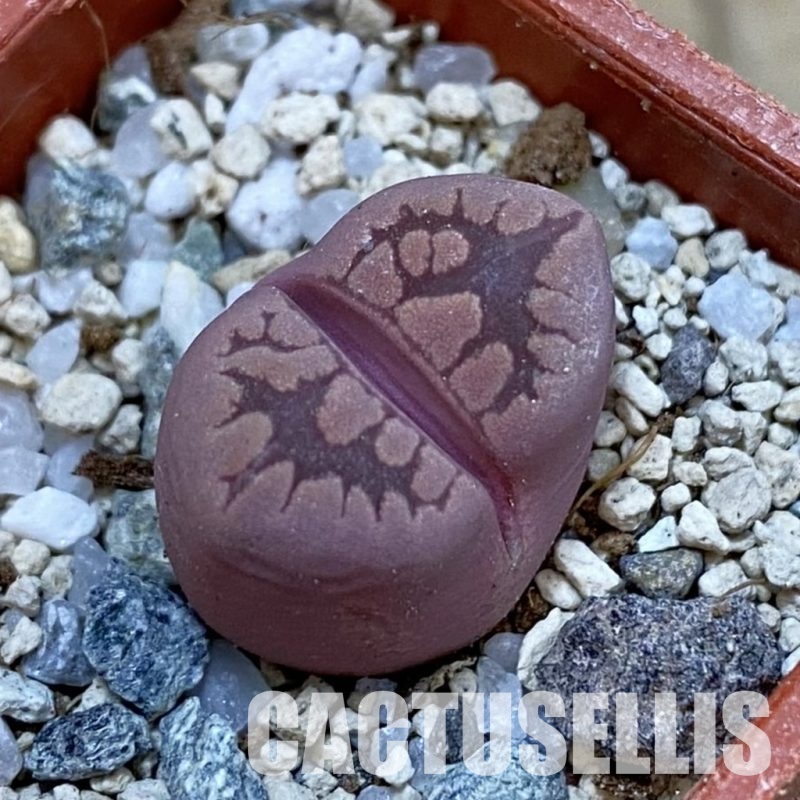 SH33129 Lithops otzeniana 'Cesky Granat'