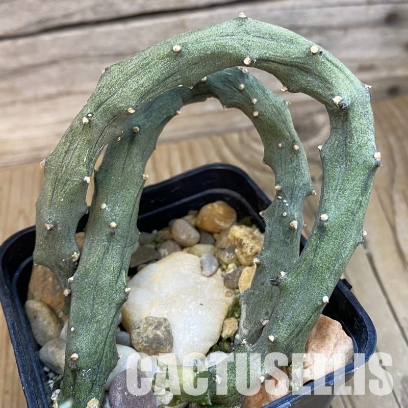 SH33066 Ceropegia stapeliiformis