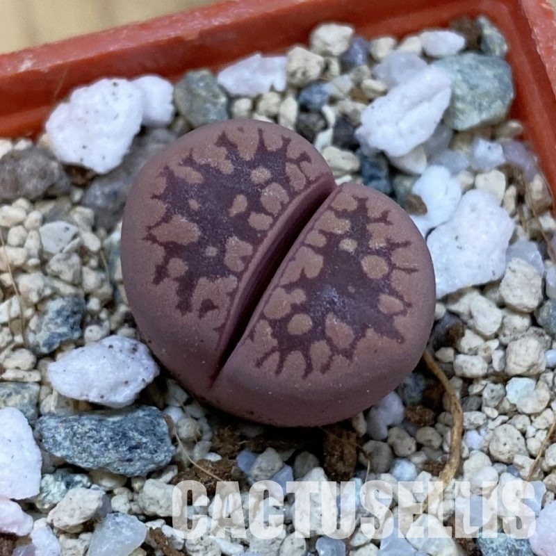 SH33130 Lithops otzeniana 'Cesky Granat'