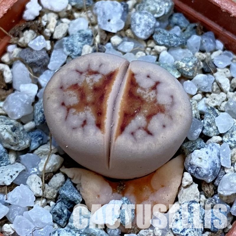 SH33133 Lithops julii ‘Hot Lips’