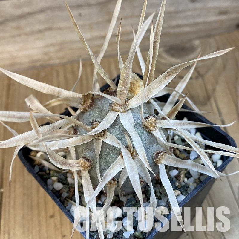 SH33072 Tephrocactus articulatus v. papyracanthus