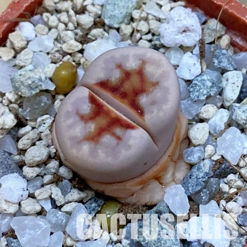SH33135 Lithops julii ‘Hot Lips’