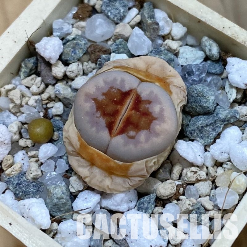 SH33136 Lithops julii ‘Hot Lips’