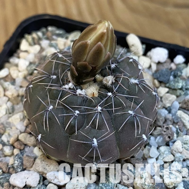 SH33073 Gymnocalycium aff. stellatum STO 858