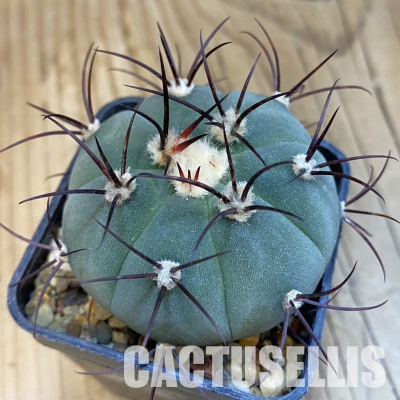 SH33074 Gymnocalycium cabreraense VOS 2122