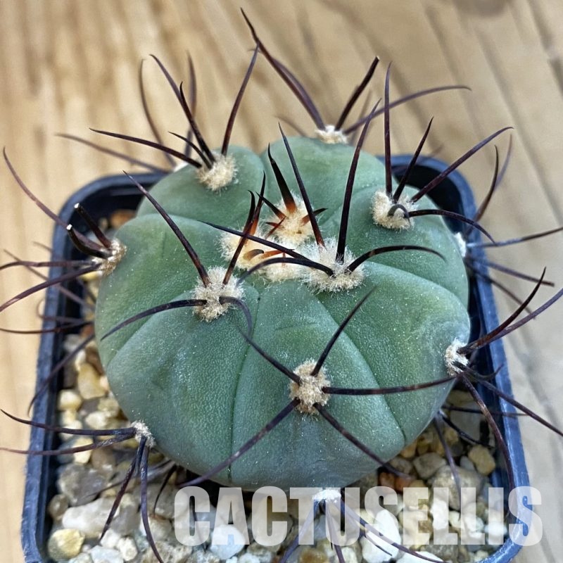 SH33075 Gymnocalycium cabreraense VOS 2122