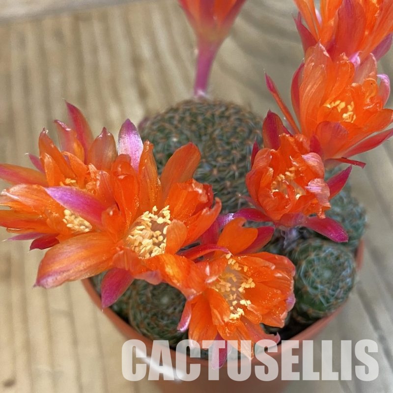 SH33076 Rebutia heliosa v. condorensis