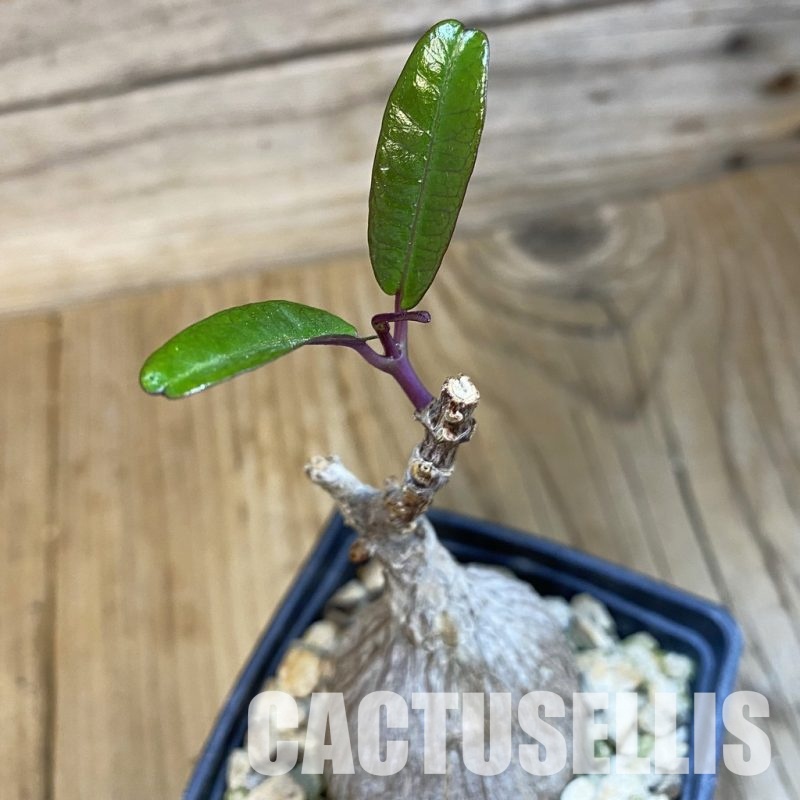 SH33077 Petopentia natalensis