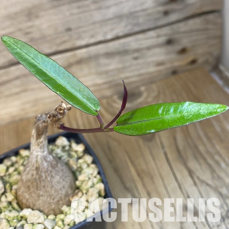 SH33078 Petopentia natalensis