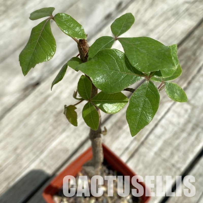 SH33079 Commiphora mildbraedii -Kibakwe-