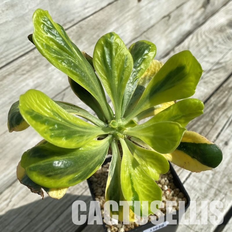 SH33080 Euphorbia poissonii f. variegata