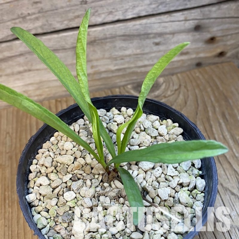 SH33081 Raphionacme aff. globosa