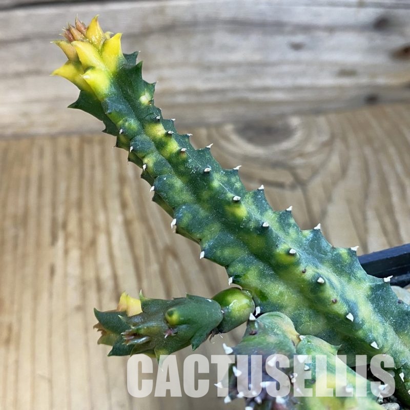 SH33067 Huernia zebrina f. variegata