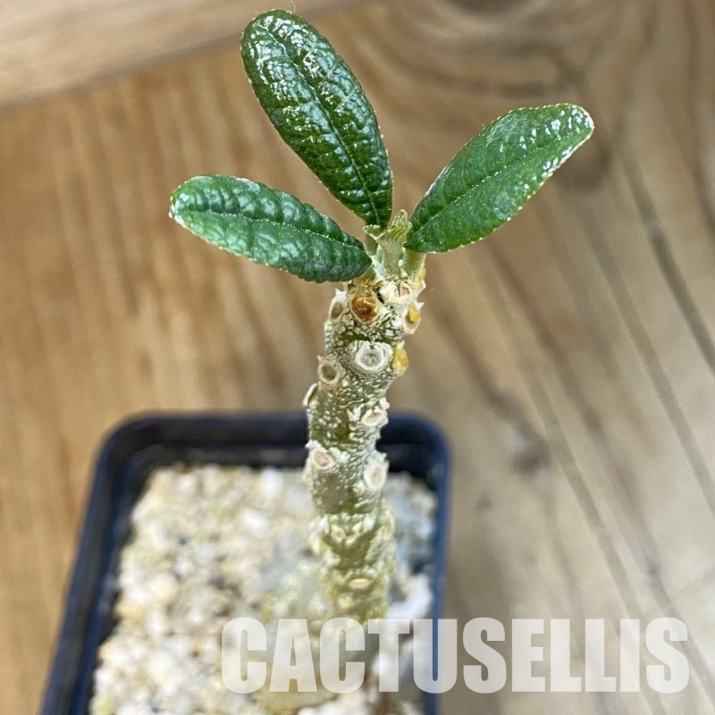 SH33082 Dorstenia gigas