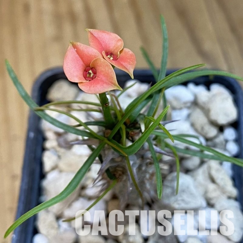 SH33083 Euphorbia gottlebei