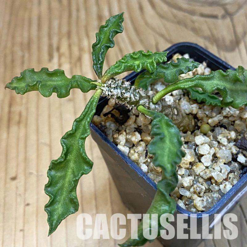 SH33084 Euphorbia decaryi v. spirosticha