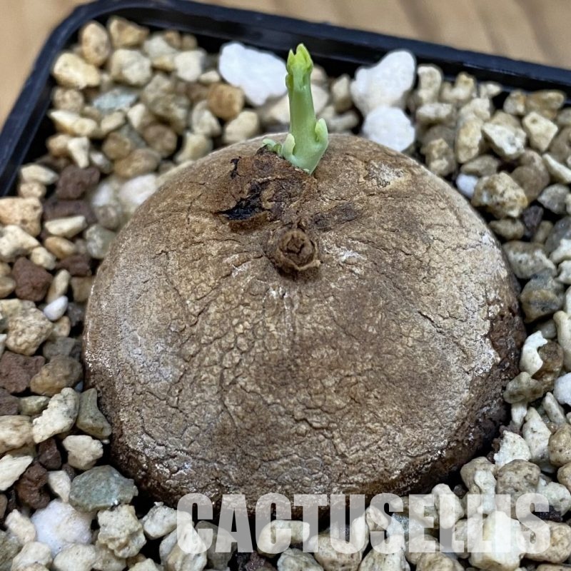 SH33086 Stephania erecta