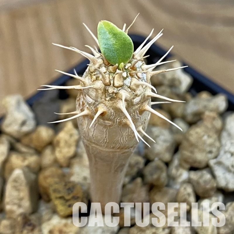 SH33087 Euphorbia guillauminiana