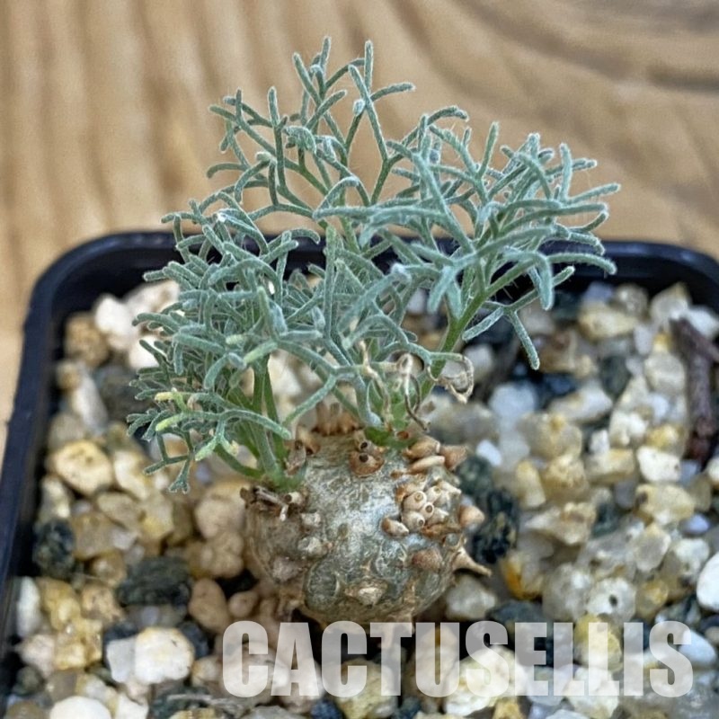 SH33088 Sarcocaulon peniculinum