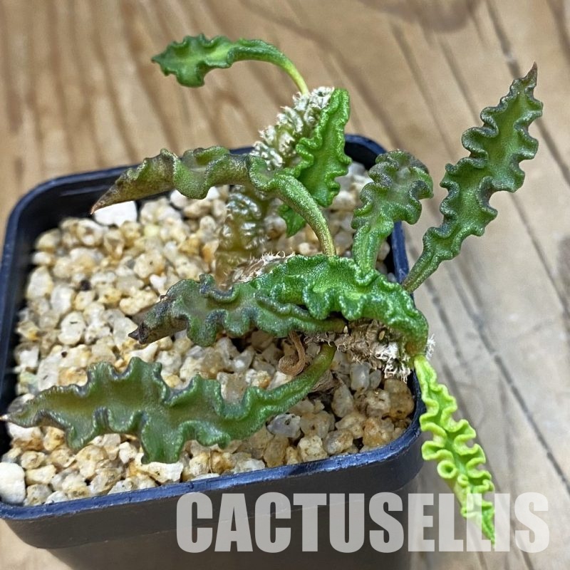 SH33089 Euphorbia decaryi v. spirosticha